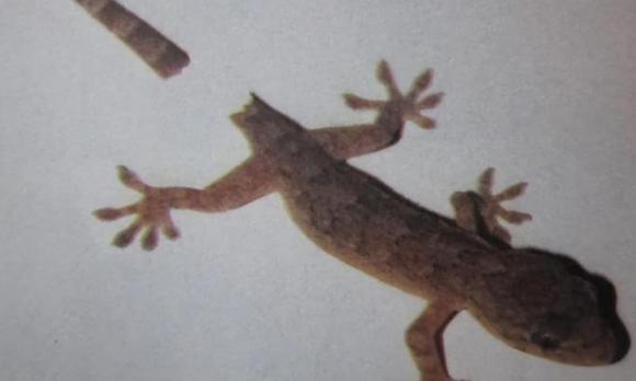 thạch sùng, đuổi thạch sùng, thach sung