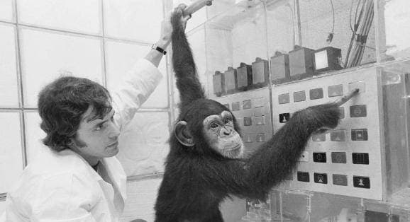 người và khỉ đột, khỉ đột, lai tạo ra như thể, người và khỉ, di truyền