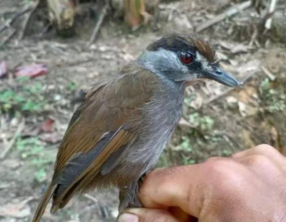 Loài chim biến mất 170 năm xuất hiện trở lại, các nhà khoa học: con người có thể đã bắt đầu đợt tuyệt chủng hàng loạt thứ sáu