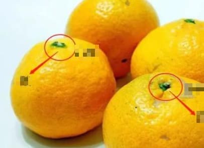 Quả cam cũng được chia thành 'đực và cái'? Người trồng trái cây cho biết: Nhìn vào 3 nơi để chọn được cam cái có vỏ mỏng và ngọt