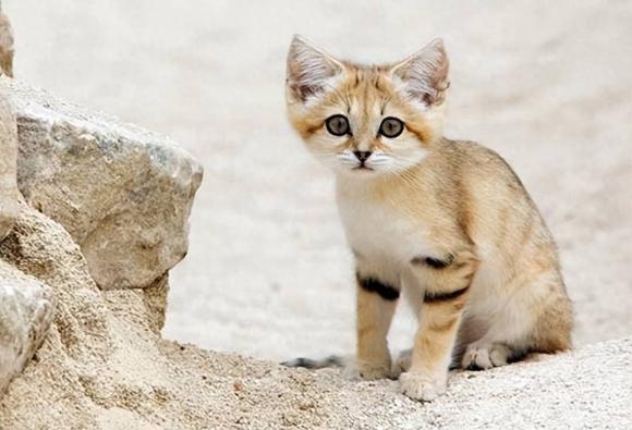 mèo sa mạc