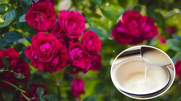 Hoa hồng 'mê' nhất loại nước này: Mỗi tuần cho cây 'uống' 2 lần, hoa vừa to  vừa nhiều, nở quanh năm