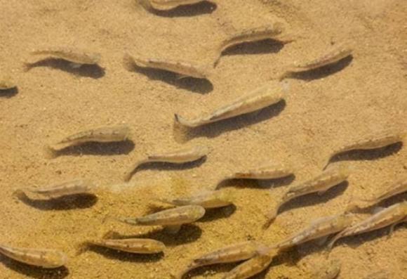 Cá sa mạc: Cách ly khỏi thế giới 50.000 năm, có thể tồn tại mà không cần ăn, chỉ còn 38 con trên thế giới với phí bảo tồn 90 tỷ đồng
