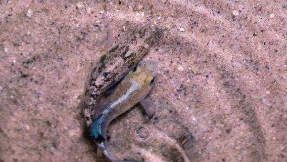 Cá sa mạc: Bị cô lập khỏi thế giới 50.000 năm, nó có thể tồn tại mà không cần ăn uống, chỉ còn 38 con trên thế giới với phí bảo tồn 90 tỉ đồng