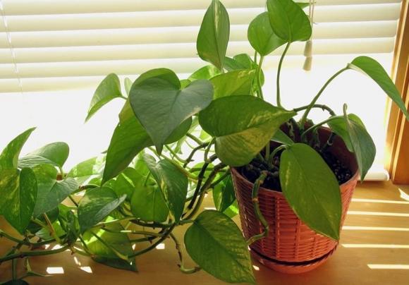 trồng cây, trồng cây trong phòng ngủ, kiến thức 