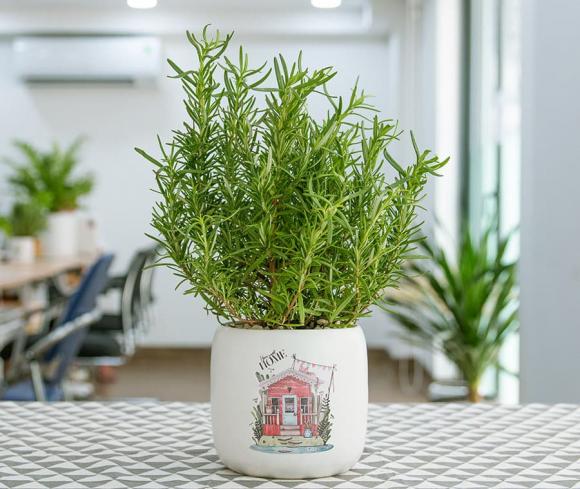 trồng cây, trồng cây trong phòng ngủ, kiến thức 