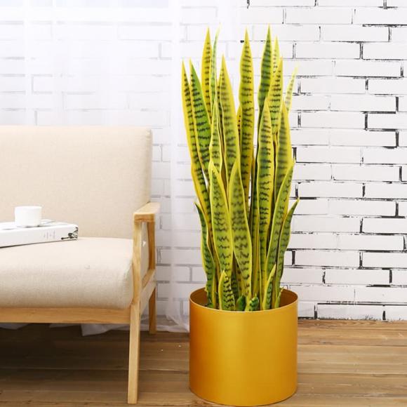 trồng cây, trồng cây trong phòng ngủ, kiến thức 
