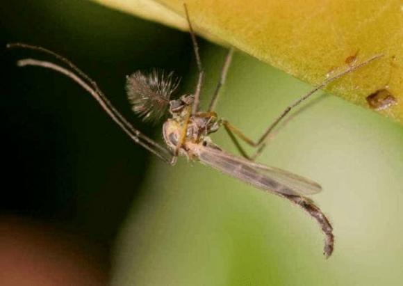 Công dụng của muỗi trên trái đất là gì? Hậu quả sẽ ra sao nếu toàn bộ muỗi bị tiêu diệt?