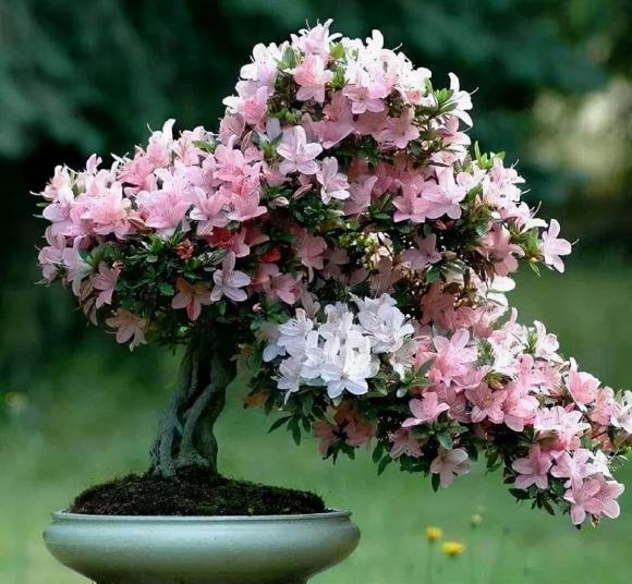 trồng cây, trồng hoa, trồng hoa chậu lớn, trồng hoa chậu nhỏ, chậu trồng hoa