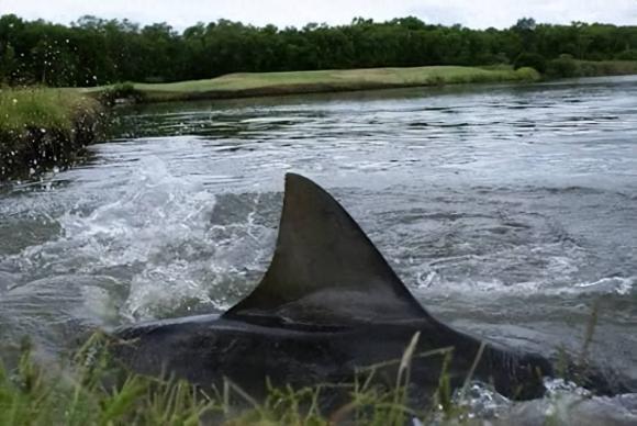 cá mập, sân golf, cá mập bò