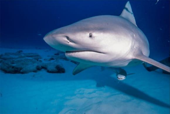 View - Kỳ lạ, đàn cá mập sống trong sân golf suốt 19 năm? 
