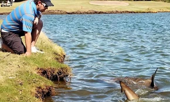 cá mập, sân golf, cá mập bò