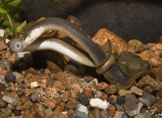  động vật sống thọ nhất thế giới, động vật thời tiền sử