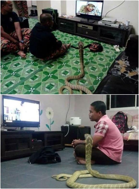 rắn hổ mang, đàn ông Thái Lan kết hôn với rắn, Warranan Sarasalin