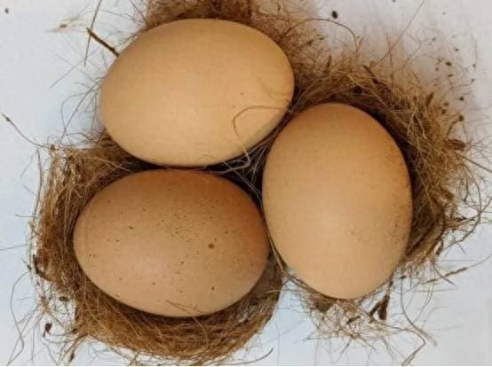 View - Khi mua trứng nên chọn trứng to hay nhỏ? Bác nông dân dạy bạn bí quyết chọn trứng, đừng mua nhầm nữa nhé!