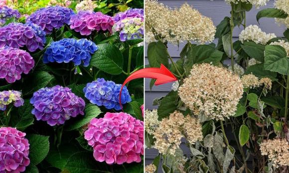 View - Tuân thủ 7 nguyên tắc này, hoa nhài nở quanh năm, mùi thơm bay khắp nhà