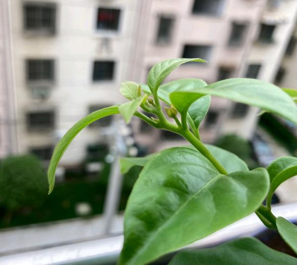 chăm sóc cây, cây hoa giấy, hoa giấy, cắt tỉa bớt lá hoa giấy, chăm sóc hoa giấy