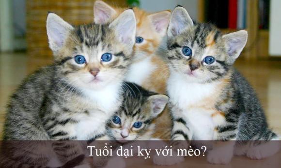 Người kỵ nuôi mèo,mèo trong phong thủy,mẹo nuôi thú cưng