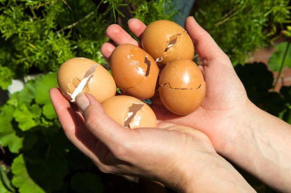 vỏ trứng, kết quả của vỏ trứng, sức mạnh 