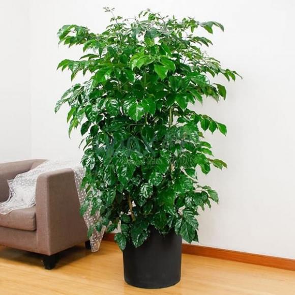 hạnh phúc, trồng cây hạnh phúc, mệnh nên trồng cây hạnh phúc, kiến thức 