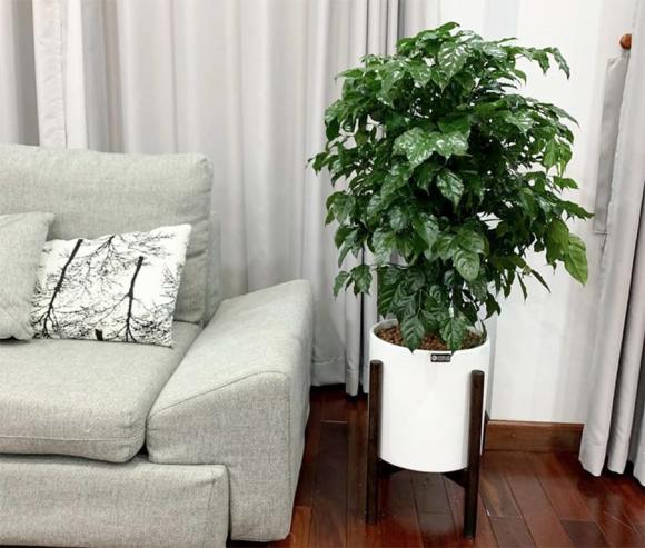 hạnh phúc, trồng cây hạnh phúc, mệnh nên trồng cây hạnh phúc, kiến thức 