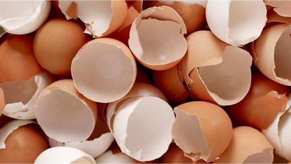 vỏ trứng, công dụng của vỏ trứng, sức khỏe 