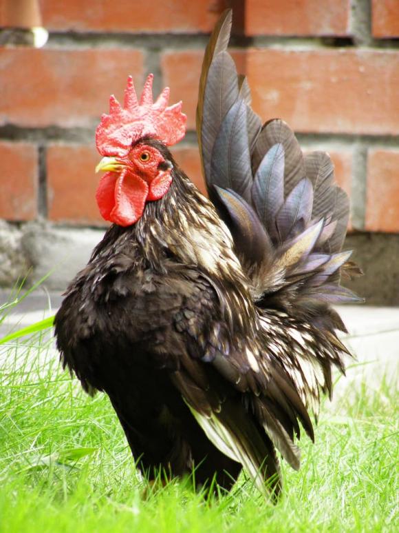 Gà Serama, gà ngực khủng, gà có dáng như siêu mẫu