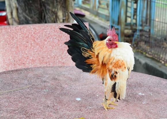 Gà Serama, gà ngực khủng, gà có dáng như siêu mẫu
