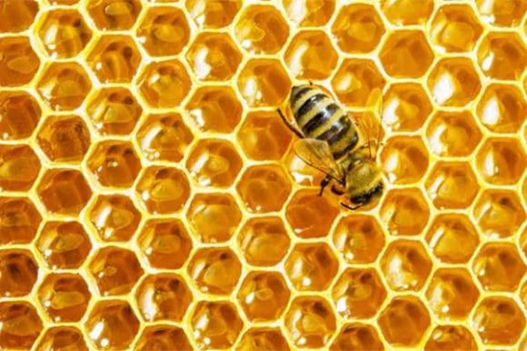 sữa ong chúa, thực phẩm tốt cho sức khỏe, mật ong