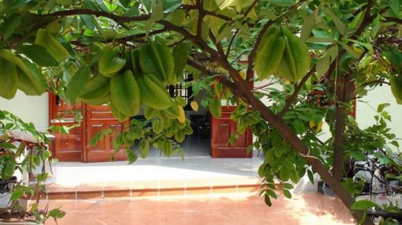 cây khế, trồng cây khế, kiến thức 