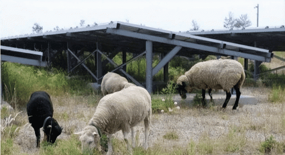 thả cừu ở nhà máy điện mặt trời, sáng kiến thú vị, cừu trong nhà máy điện
