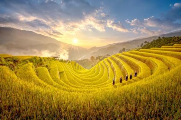 View - Tỉnh nào có diện tích ruộng bậc thang lớn nhất Việt Nam?