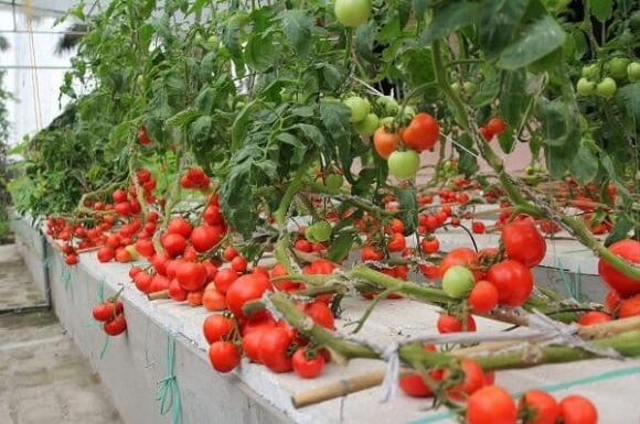 cà chua, trồng cà chua, chăm sóc cây cà chua