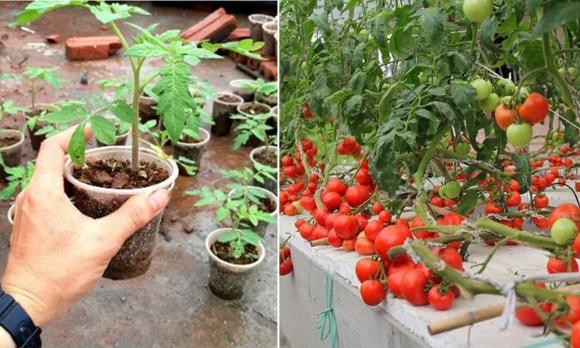 cà chua, món ngon mỗi ngày, bảo quản cà chua