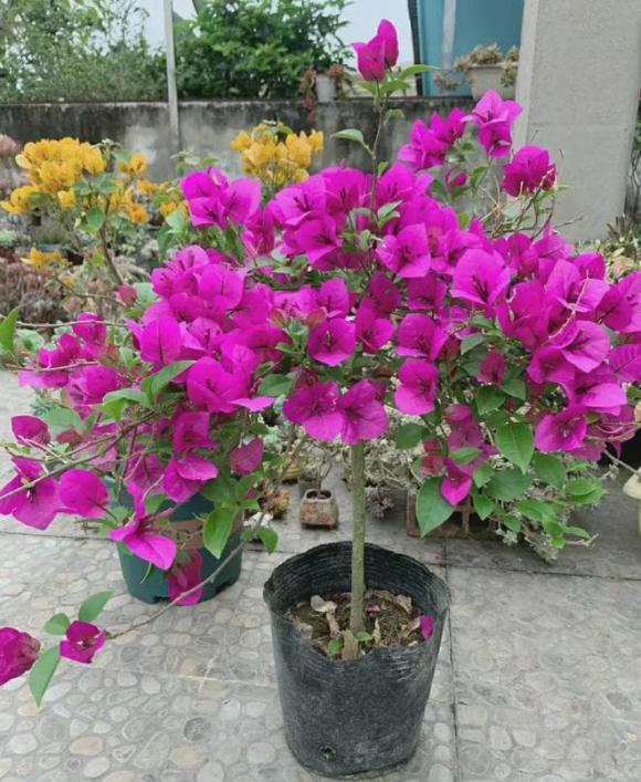 hoa không chịu lạnh, hoa, cây cảnh