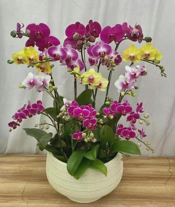 hoa không chịu lạnh, hoa, cây cảnh