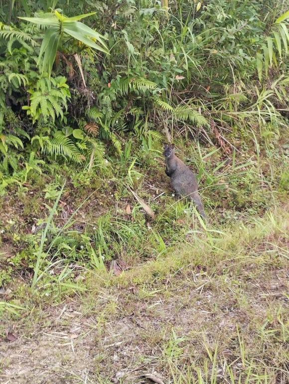 View - Phát hiển chuột túi - loài vật biểu tượng của nước Úc ở Cao Bằng, sự thật là gì?