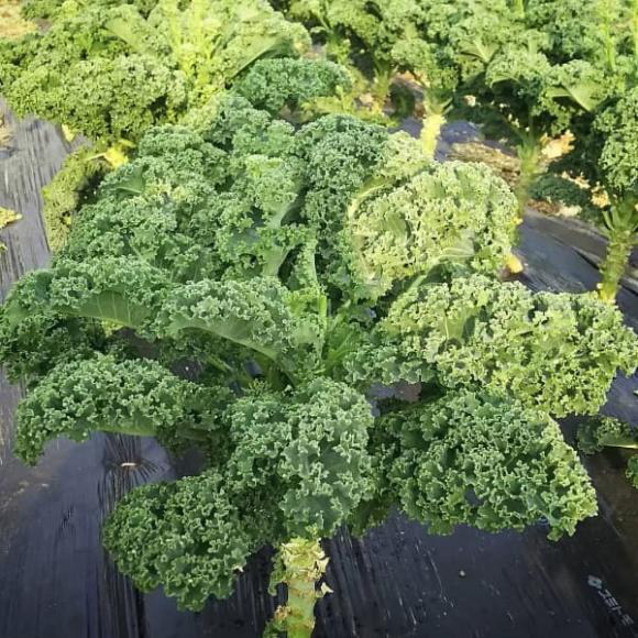cải kale, cách trồng cải kale, sức khỏe 