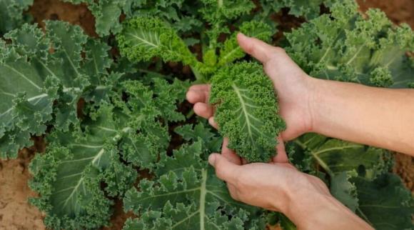 cải kale, cách trồng cải kale, sức khỏe 