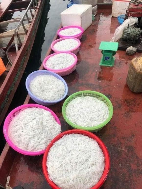 cá ngần, cá ngân sông Đà, cá ngon