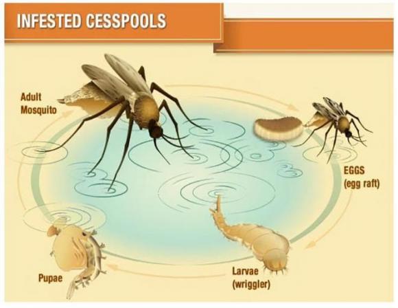 View - Muỗi xuất hiện nhiều mùa hè và thu. Vậy mùa đông muỗi ẩn náu đi đâu? Có phải chúng sinh sản hàng nghìn con vào năm sau?