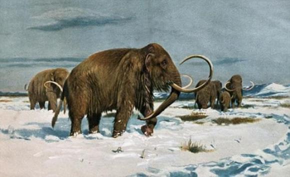 View - Phát hiện đầu sói khổng lồ ở vùng băng vĩnh cửu ở Nga, hóa ra là một con sói cổ từ 40.000 năm trước, nếu được bảo tồn có thể sẽ “hồi sinh”