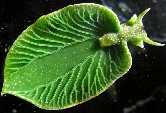 sên biển Elysia chlorotica, quang hợp