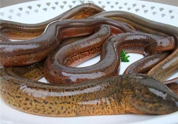 View - Lươn có 'siêu năng lực' gì mà ngay cả rắn cũng không dám cắn và đến gần
