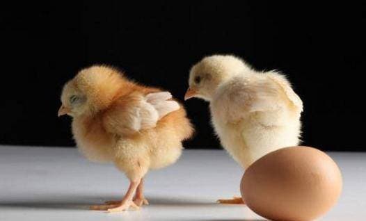 Cái gì sinh ra trước, con gà hay quả trứng? gà xuất hiện từ đâu, thông tin thú vị