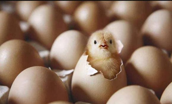 Cái gì sinh ra trước, con gà hay quả trứng? gà xuất hiện từ đâu, thông tin thú vị