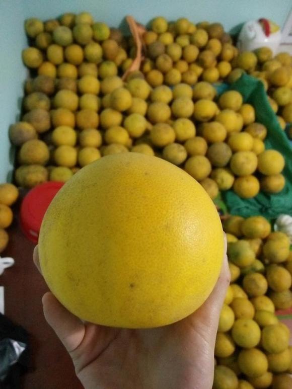 bưởi diễn, bảo quản bưởi, mẹo hay