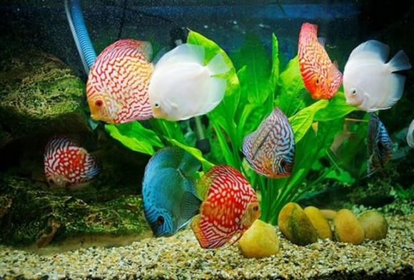cửa sổ, đặt gì ở cửa sổ, phong thủy nhà ở