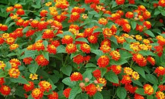 Loại hoa không nên trồng,hoa hút sâu bọ,hoa hút côn trùng,hoa ngũ sắc,hoa bạch đàn