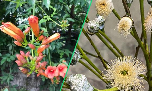 Hoa phát lộc vào mùa xuân, cây kim ngân, hoa cẩm tú cầu